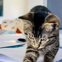 Photo of Peanut