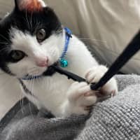 Photo of 🍪 Cookie 🍪 