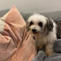 Photo of Fluffy Boy