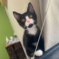 Photo of Willow (K41)