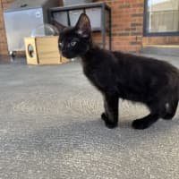 Photo of Ninja
