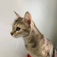 Photo of Sandy Shandy