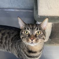 Photo of Simba