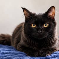 Photo of Henrietta