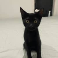 Photo of Panther 
