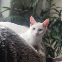 Photo of Bluey