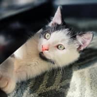 Photo of Stanley   In Foster Care In Northcote