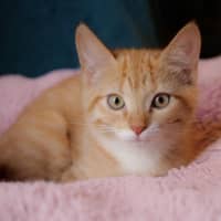 Photo of Piglet