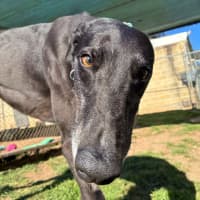 Photo of Shane Hollander The Greyhound