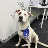 Photo of Cookie
