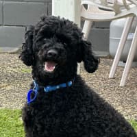 Photo of Rocky   6 Year Old Poodle