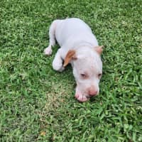 Photo of Marty   8 Week Old Cattle Dog X