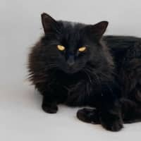 Photo of Midnight 