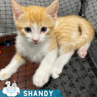 Photo of Shandy