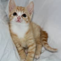 Photo of Pumpkin