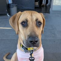 Photo of Honey