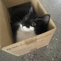 Photo of Spitfire