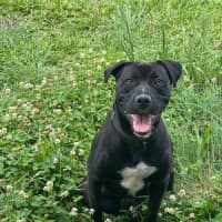 Photo of Boof