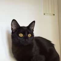 Photo of Upsy Daisy (Shadow)
