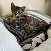 Photo of Ziggy