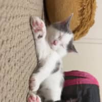 Photo of Flit