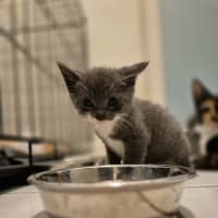 Photo of 🩵 Blue Jay 🩵