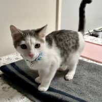 Photo of Oleander (Ollie)