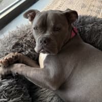 Photo of Bella