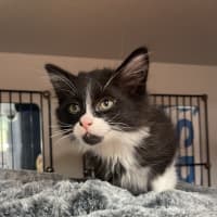 Photo of Biscuit