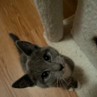 Photo of Boo