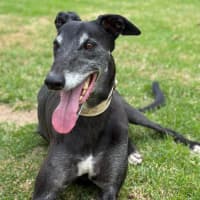 Photo of Senior Constable Beardmore The Greyhound