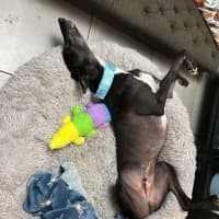 Photo of Aussie, The Greyhound