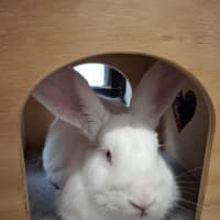 Photo of Cedar (Bonded To Pine)
