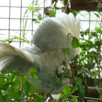 Photo of Guinea Fowl