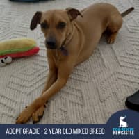 Photo of Gracie   2 Year Old Mixed Breed