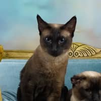 Photo of Skadi And Freya