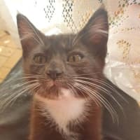 Photo of Socks