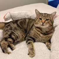 Photo of Rocket