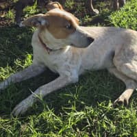 Photo of Bandit