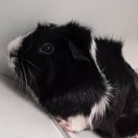 Photo of Poppy