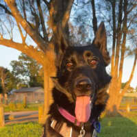 Photo of Sacha   1.5 Year Old German Shepherd (On Trial)