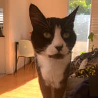 Photo of Oreo