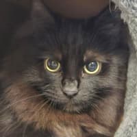 Photo of Seraphine