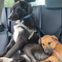 Photo of Monty   1 Year Old Husky X