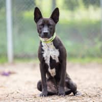 Photo of Koda