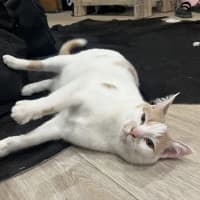 Photo of Tiger Lilly Assisted Rehoming