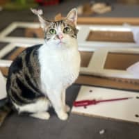 Photo of Hunter