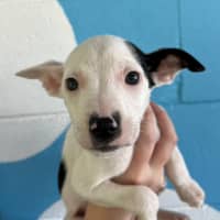 Photo of D1140 Micro