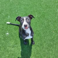 Photo of Ducky Imp 2500