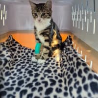 Photo of Lumey   Located In Templestowe